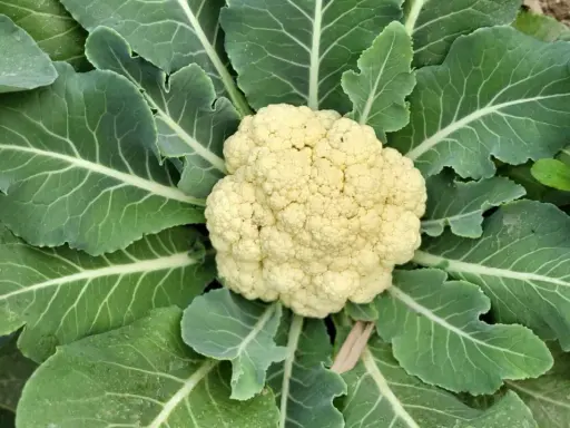 Gros plan sur un chou-fleur prêt à être récolté, entouré de ses grandes feuilles vertes. Un beau spécimen de planter choux fleur.