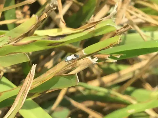 A chinch bug, a common pest in the chinch bug life cycle, rests on a blade of grass.