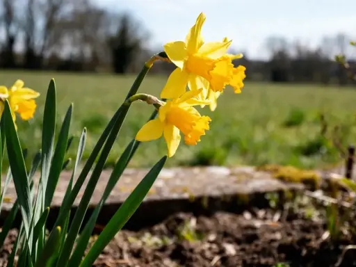 Jonquilles jaunes éclatantes, prêtes à annoncer le printemps. Le moment idéal pour savoir quand planter les bulbes de jonquilles est à l'automne.