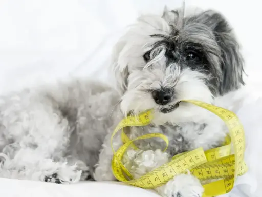 Puszysty piesek trzyma w pysku miarkę krawiecką, symbolizującą tabelę żywienia shih tzu.