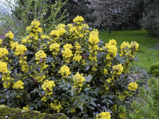 Mahonia: Jakie rośliny sadzić obok? Sekrety pięknej rabaty!
