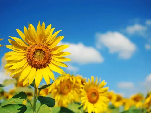 Bright yellow sunflowers bloom under a blue sky. Most sunflowers are annuals, not perennials, but their cheerful faces make every summer feel like a new beginning.
