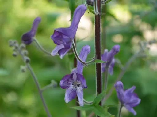 Vackra lila blommor, men var försiktig, detta är stormhatt giftig.