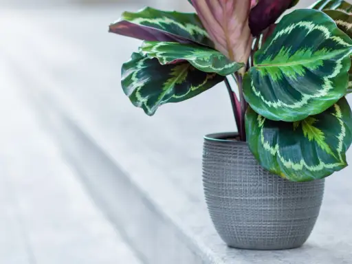 Calathea w szarej doniczce, z pięknymi, wzorzystymi liśćmi. Dowiedz się, jak dbać o tę roślinę.