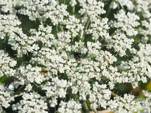 Gros plan sur une ombelle de carotte sauvage blanche, avec un petit insecte noir posé au centre.