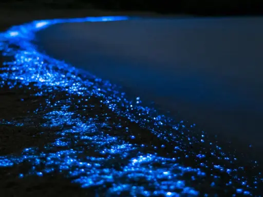 Ein magischer "sea of stars" auf den Malediven. Biolumineszente Algen leuchten am dunklen Strand wie tausende kleine Sterne.