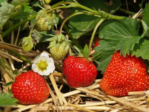 Gros plans sur des variétés de fraises mûres et quelques-unes encore vertes, avec une fleur blanche. Le paillis de paille protège les fruits.