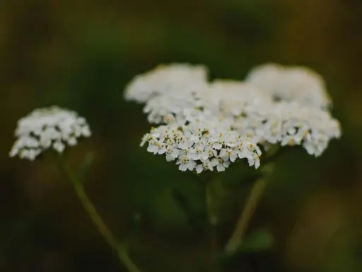 Fleurs blanches d'achillée millefeuille, connues pour leurs nombreux bienfaits.