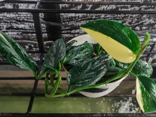 Monstera Standleyana w białej doniczce, z liśćmi pokrytymi kroplami wody, na czarnej kratce.