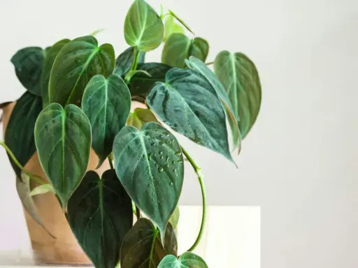A bujna roślina doniczkowa, philodendron micans, z ciemnozielonymi, aksamitnymi liśćmi pokrytymi kropelkami wody.