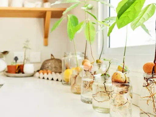 Varios aguacates en proceso de germinación en frascos con agua, mostrando raíces y brotes. Un proyecto para plantar aguacate en casa.