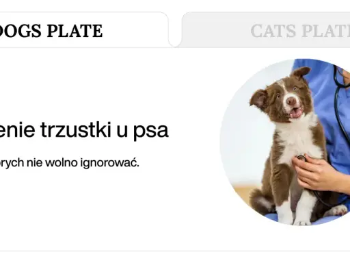 Weterynarz bada szczeniaka, który może mieć zapalenie trzustki u psa. Objawy są widoczne na ekranie.