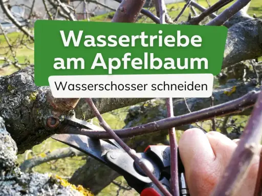 Gärtner schneidet Wasserschosser am Apfelbaum.