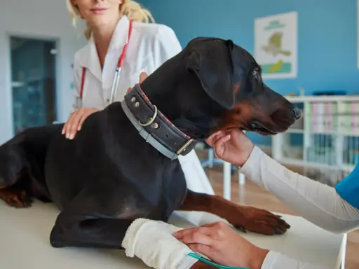 Doberman na stole rehabilitacyjnym, otrzymuje fizjoterapię dla psa. Weterynarz z czerwonym stetoskopem głaszcze psa.