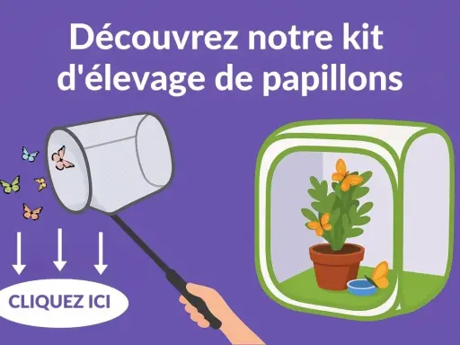 Découvrez notre kit d'élevage de papillons. Voyez que mange un papillon dans sa serre, avec une plante et une coupelle d'eau.