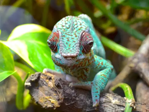 Kameleon o turkusowej skórze z czerwonymi plamkami, siedzący na gałęzi w Oslo Zoo, z zielonymi liśćmi w tle.