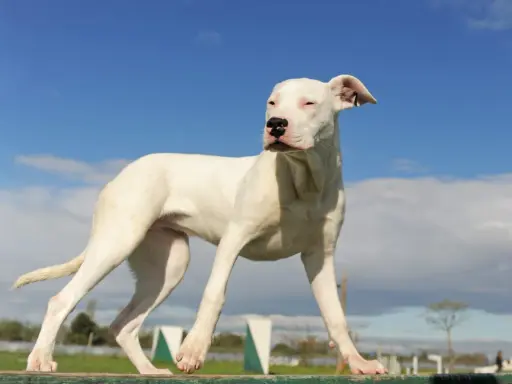 Młody dog argentyński o białej sierści stoi na drewnianej belce, spoglądając w bok na tle błękitnego nieba z chmurami.