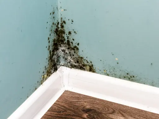 Angolo di una stanza con muffa nera e giallastra sulle pareti azzurre, segno di umidità e di **perché si forma la muffa in casa**.