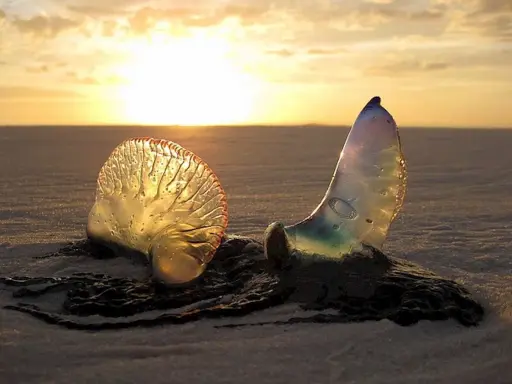 Due meduse che non pungono, trasparenti e iridescenti, sulla sabbia al tramonto.