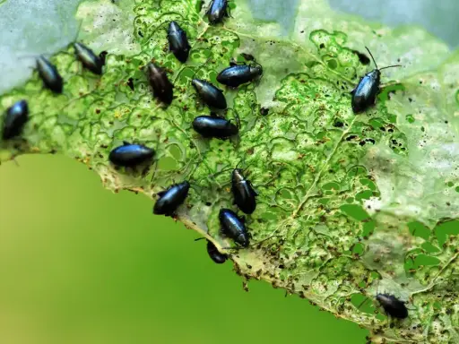 Petites altises noires dévorent une feuille verte. Un traitement naturel est nécessaire pour protéger les cultures.