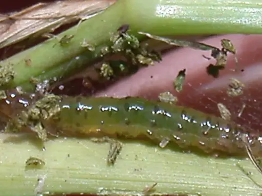 A green sod webworm larva, a common pest, is shown on grass blades. This image highlights the need for effective sod webworm treatment to protect lawns.
