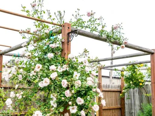 A climbing rose with pale pink flowers is trained on a wooden pergola.