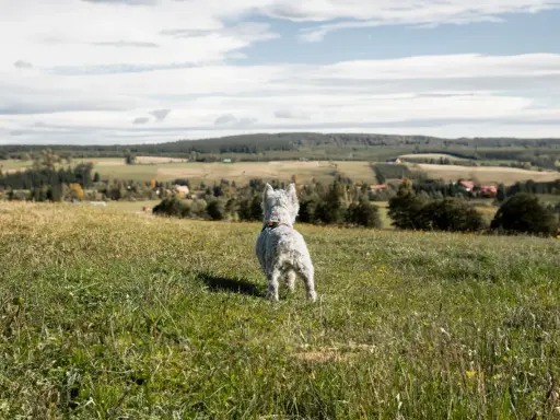 West highland white terrier na tarnicy, wpatrzony w krajobraz.