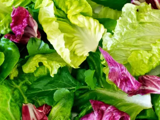 Un mélange coloré de feuilles de laitue verte et de radicchio rouge, prêt à être transformé en une délicieuse salade à couper.