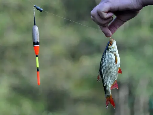 Pierwsze wiosenne połowy. Zobacz, co łowić w marcu na spinning, gdy na haku ląduje taki uklej.
