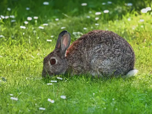 Zajączek w trawie, choć wygląda zdrowo, może być nosicielem pomoru królików.