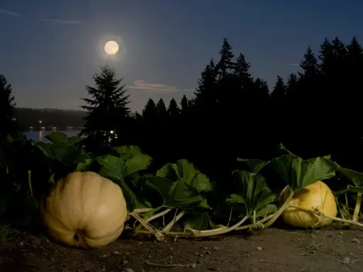 Nuit de pleine lune sur des citrouilles. Une scène mystérieuse pour savoir quand planter les pommes de terre avec la lune.