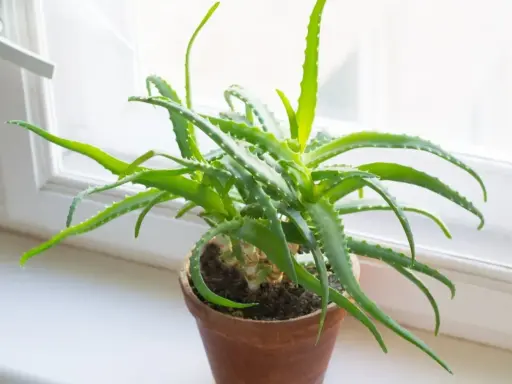 Zielony aloes w glinianej doniczce na parapecie. Dowiedz się, jak ukorzenić aloes, aby cieszyć się jego dobroczynnymi właściwościami.