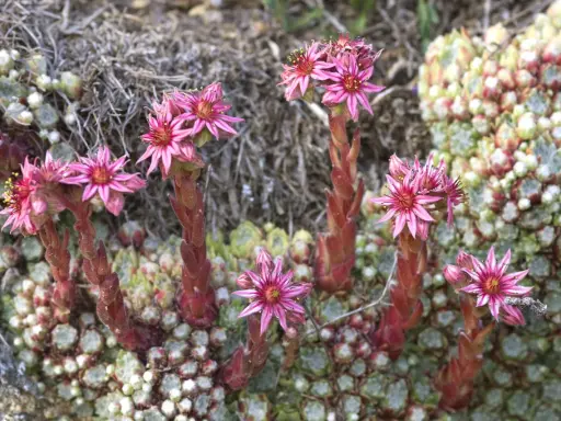 Fleurs roses de joubarbe sur des tiges rouges. Faut-il couper les fleurs de joubarbe ? Ces succulentes sont magnifiques en fleur.
