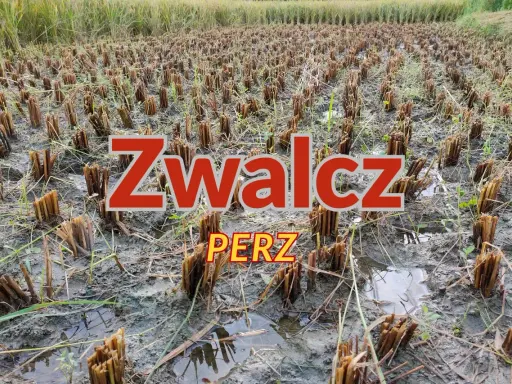 Pole po żniwach, z widocznymi śladami po perzu. Czas na ekologiczny oprysk na perz, by przygotować ziemię na nowy sezon.