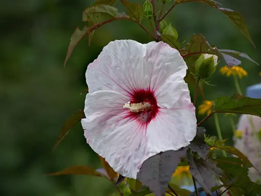 Duży, biały hibiskus bagienny z bordowym środkiem, z kroplami deszczu. Uprawa tej rośliny jest satysfakcjonująca.