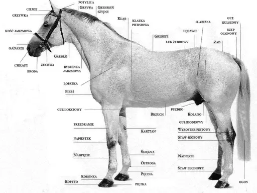 Anatomia konia: grzywa, łopatka, pierś, brzuch, zad, ogon. Czy wiesz, ile kolan ma koń? Dwa, jak człowiek, ale inaczej zbudowane.