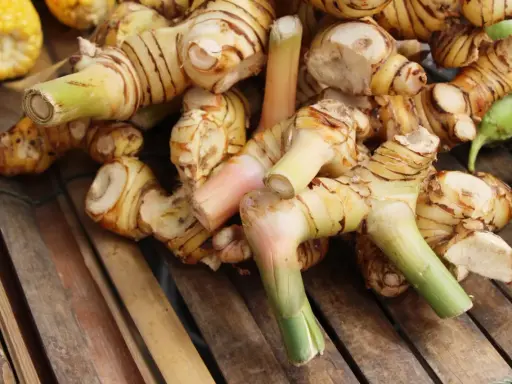 Gros plan sur des rhizomes de galanga frais, prêts à révéler leurs bienfaits. Ces racines aux teintes orangées et vertes promettent saveur et santé.