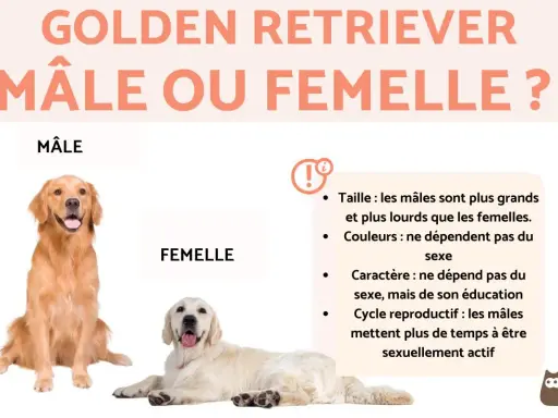 Un Golden Retriever mâle et une femelle sont présentés, comparant leurs caractéristiques. Le mâle est plus grand et plus lourd que la femelle.