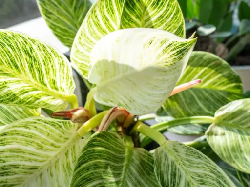 Philodendron Birkin z białymi prążkami na zielonych liściach, tworzącymi unikalny wzór.