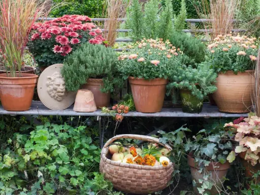En härlig samling krysantemum ute i krukor, tillsammans med prydnadsgräs och en korg med äpplen. Hösten är här!
