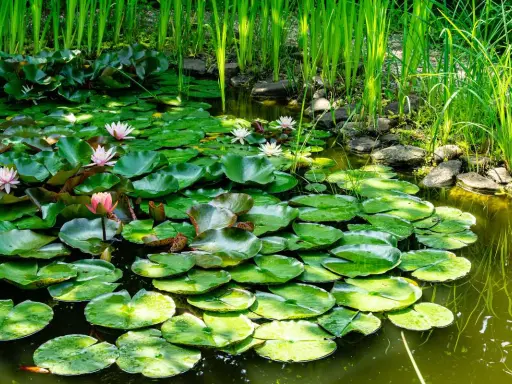 Un étang de jardin paisible, couvert de nénuphars aux fleurs roses et blanches, avec des roseaux verts luxuriants en arrière-plan.