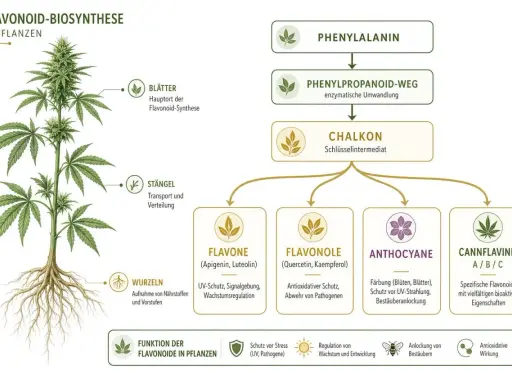 Schema der Flavonoid-Biosynthese in Pflanzen. Die vielfältige Flavonoide wirkung umfasst Schutz, Regulation und Anlockung.