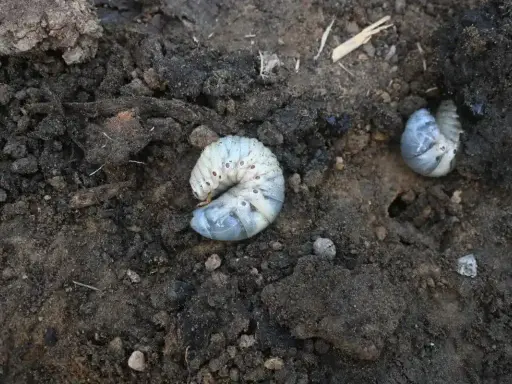 Gros vers blancs, larves de hanneton, se tortillent dans la terre sombre, potentiellement dans les pots de fleurs.