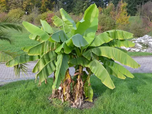 Gros bananier Musa basjoo avec de grandes feuilles vertes dans un jardin.