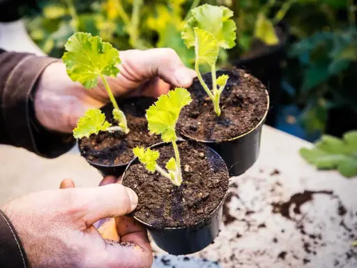 Händer håller tre små sticklingar pelargon i svarta krukor med jord.