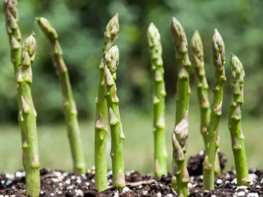 Des jeunes pousses d'asperges vertes émergent du sol, montrant comment poussent les asperges.