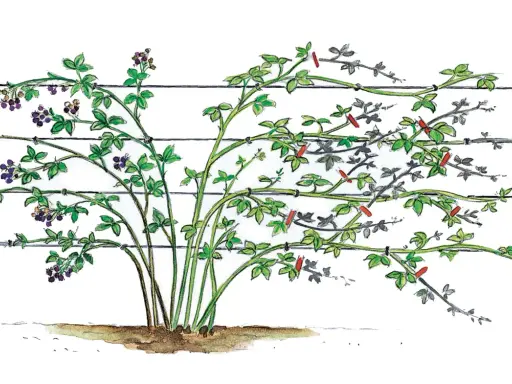 Brombeeren wachsen am Spalier. Grüne Triebe mit Beeren und Zweige mit roten Markierungen sind zu sehen.