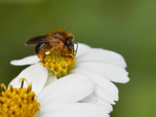 Une abeille melipona, toute poilue, butine le cœur jaune d'une fleur blanche.