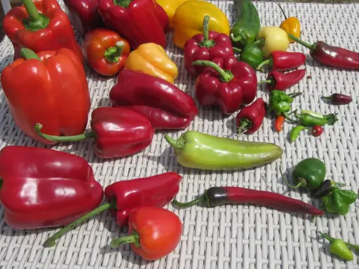 Un assortiment coloré de poivrons et piments. Combien donne un pied de poivron ? Difficile à dire avec cette belle récolte !