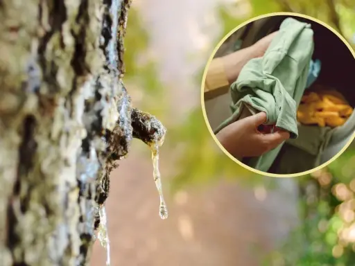 Kropla żywicy na drzewie i ręce wkładające zieloną koszulkę do pralki. Dowiedz się, jak odplamić ubrania naturalnymi sposobami.